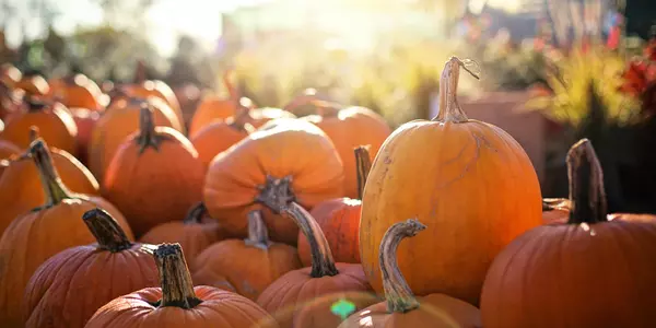 5 Pumpkin Farms to Visit Near Edmonton This Fall