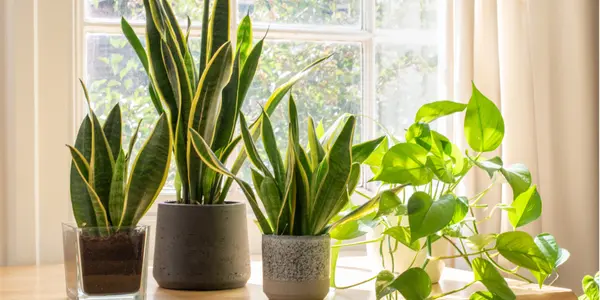 Air-Purifying Plants Worth Adding to Your Space