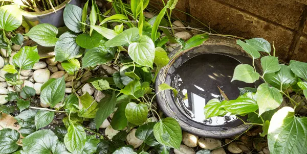 Buzz Off! Fight Back Against Mosquitoes with a Mosquito Dunk Bucket