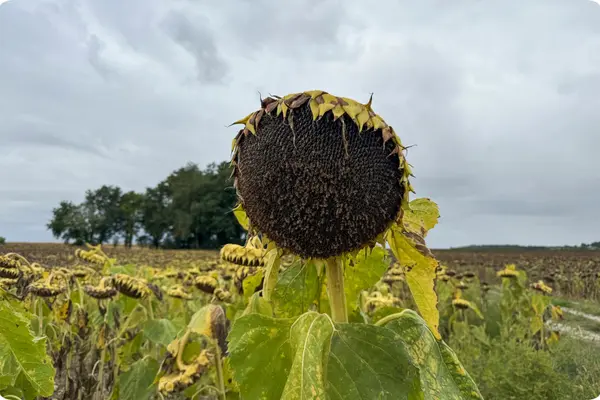 Autumn of Opportunity,Matt Thomas