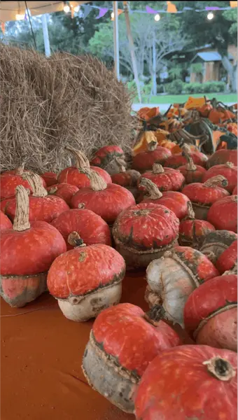 Pumpkin Fall Decor