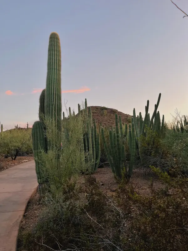 Single-Story Homes in Scottsdale Market Report,Krisy Clayton
