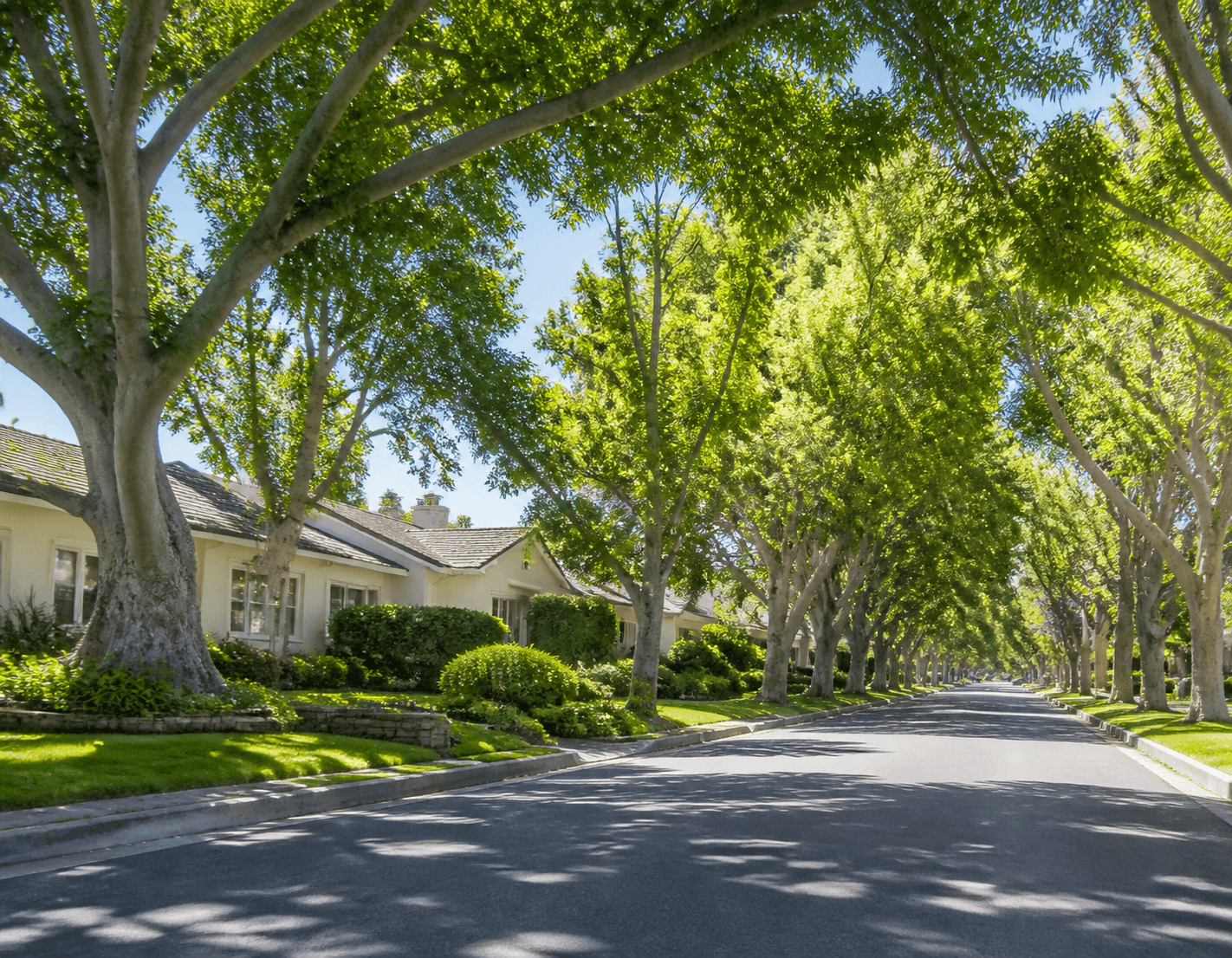 Leafy older residential street with mature tree canopy in Garden Grove