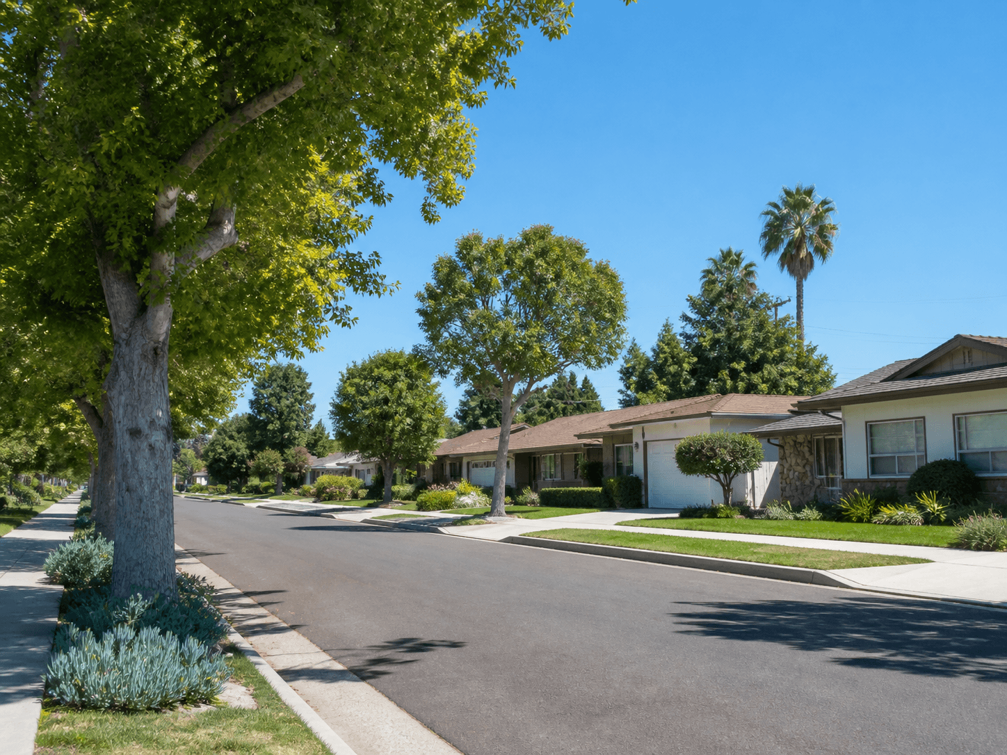 A quiet tree-lined street of single-storey ranch homes in Los Alamitos, CA with tidy front lawns