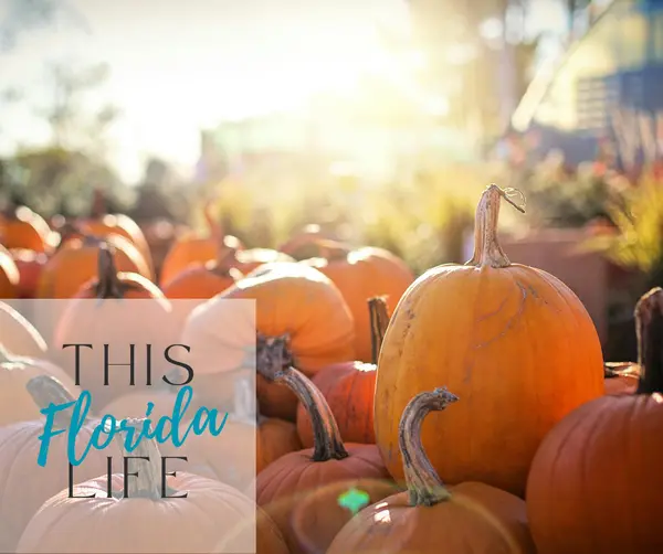 Holiday Fun in Clay County: Where to Celebrate & Gather