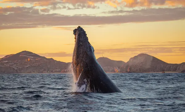 Whale Watching Season in Los Cabos: Best Spots and Tours for Visitors and Owners