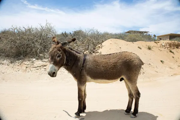 Lote 09 Rancho Tortugas, East Cape, BCS