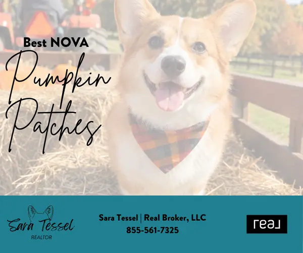 feature image of  Top 5 Pumpkin Patches in Northern Virginia for Fall 2026