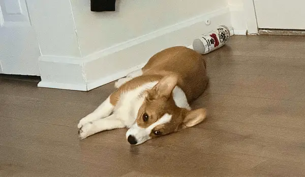 feature image of Things to consider before getting a puppy in NOVA!