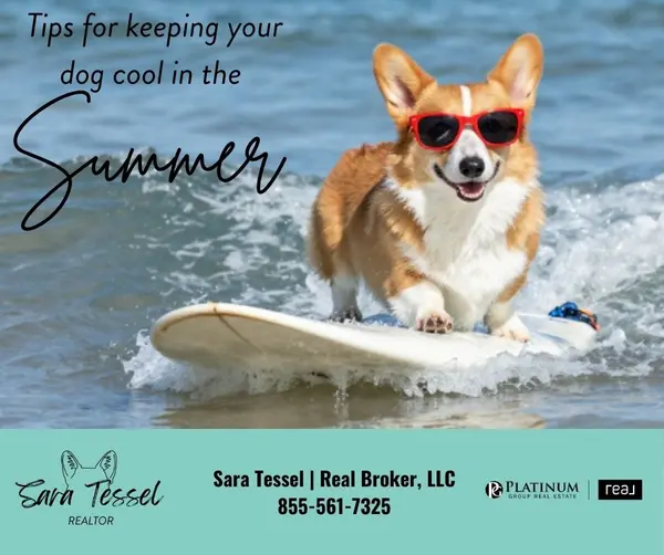 feature image of 10 Ways to Keep Your Dog Cool During a Hot Northern Virginia Summer