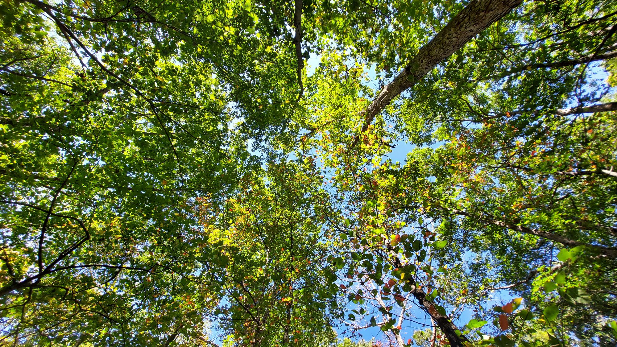 lot for sale by Sean Jones real estate agent 