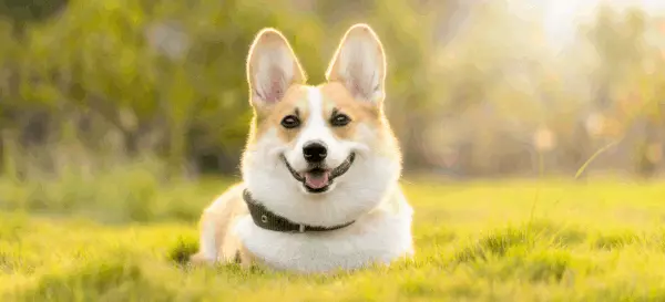 Paw-sitively Perfect: Exploring Pet-Friendly Places and Activities in Northern Virginia