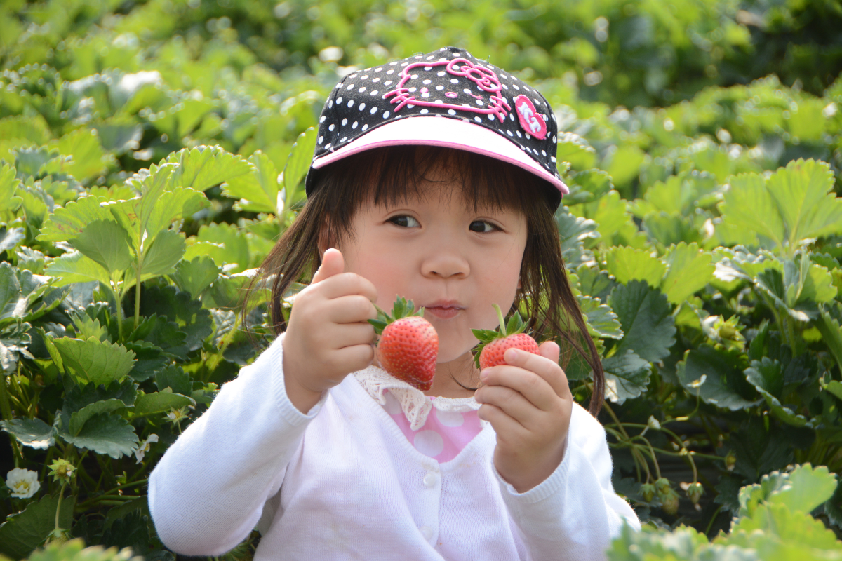child picking strawberries