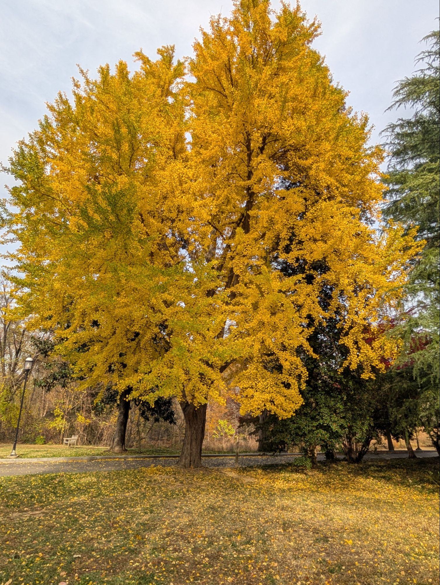 Large Ginkgo tree in gold fall colors