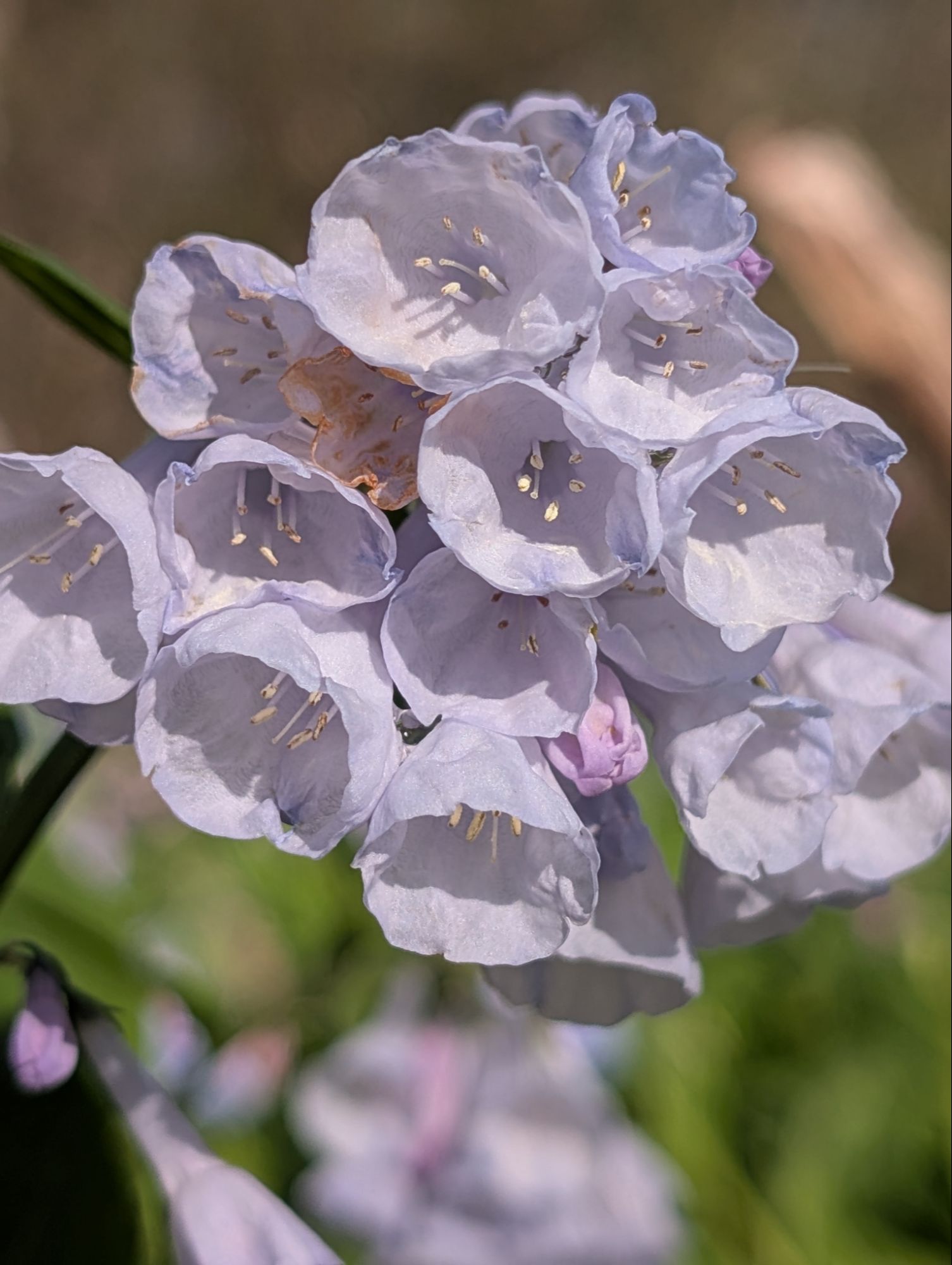 Close up of a lavender bluebell with sunlight