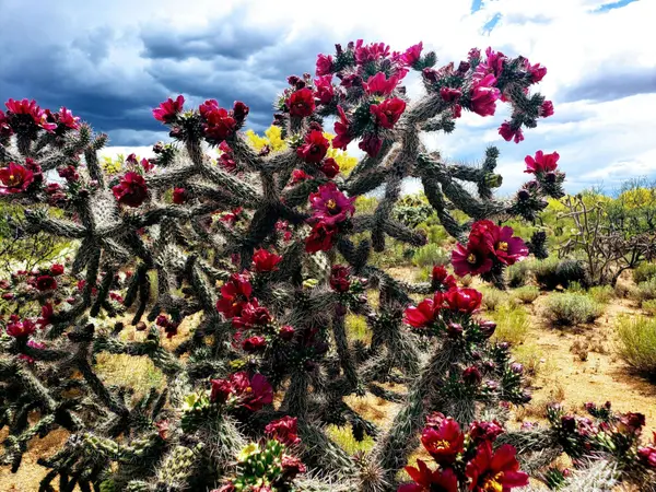 16370 W RENNER Avenue #231, Tucson, AZ 85736