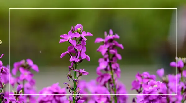 Spring in Ventura: What to Do This April & May