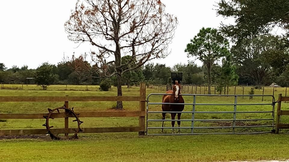 myakka city real estate