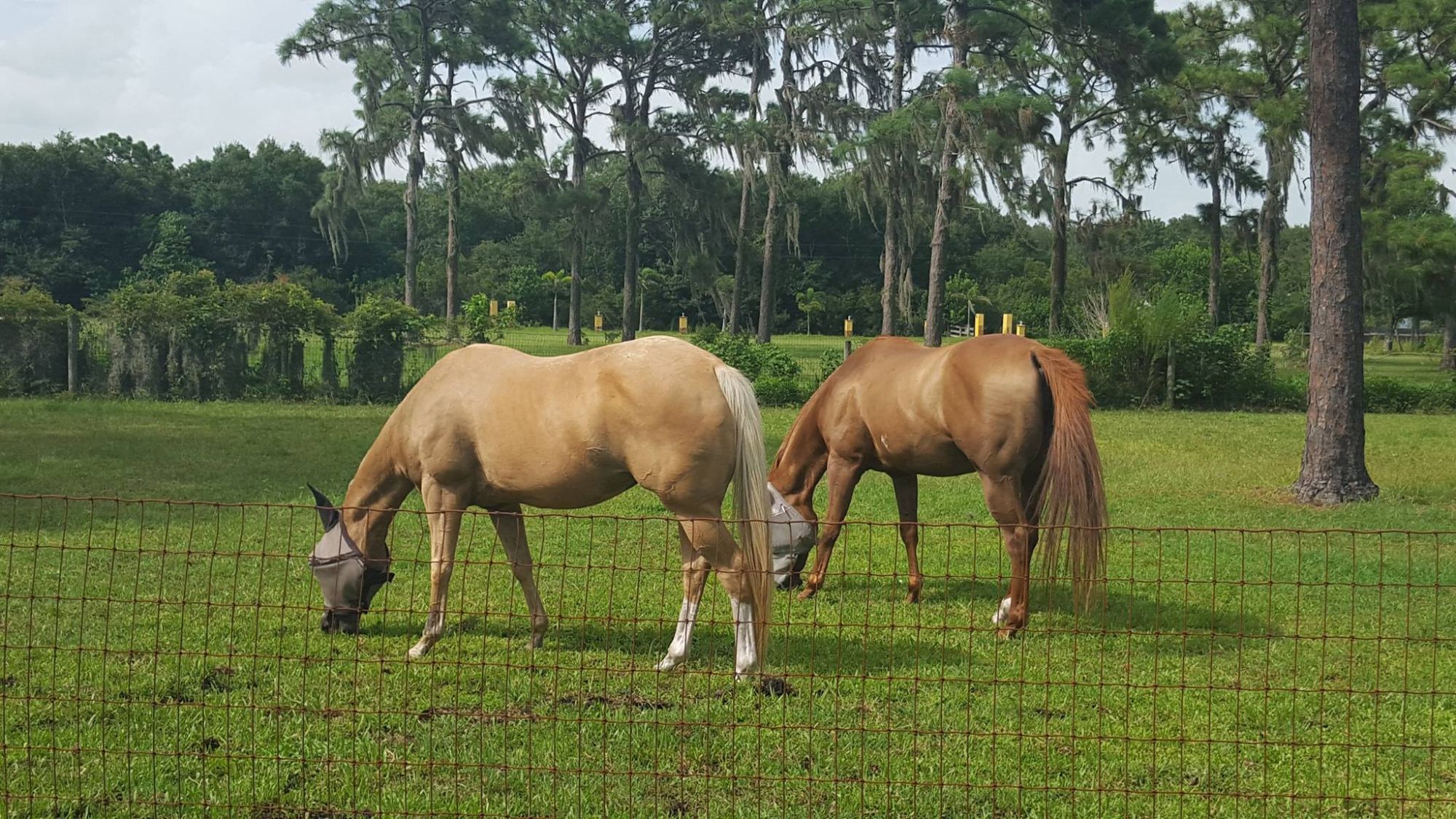 Myakka city real estate