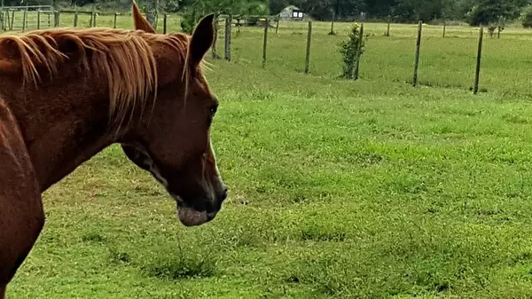 Magnolia Hill: What Buyers Should Know About This Myakka City Neighborhood