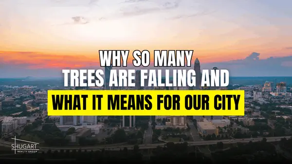 Charlotte’s Aging Giants: Why So Many Trees Are Falling (And What It Means for Our City’s Future)