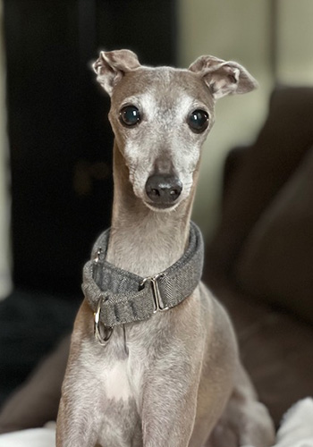Duke the Italian Greyhound