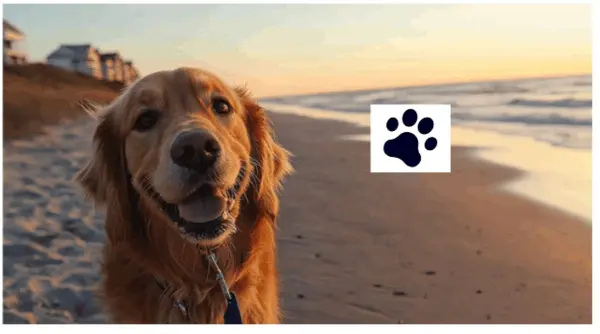 Is Wilmington, NC a Dog-Friendly City?