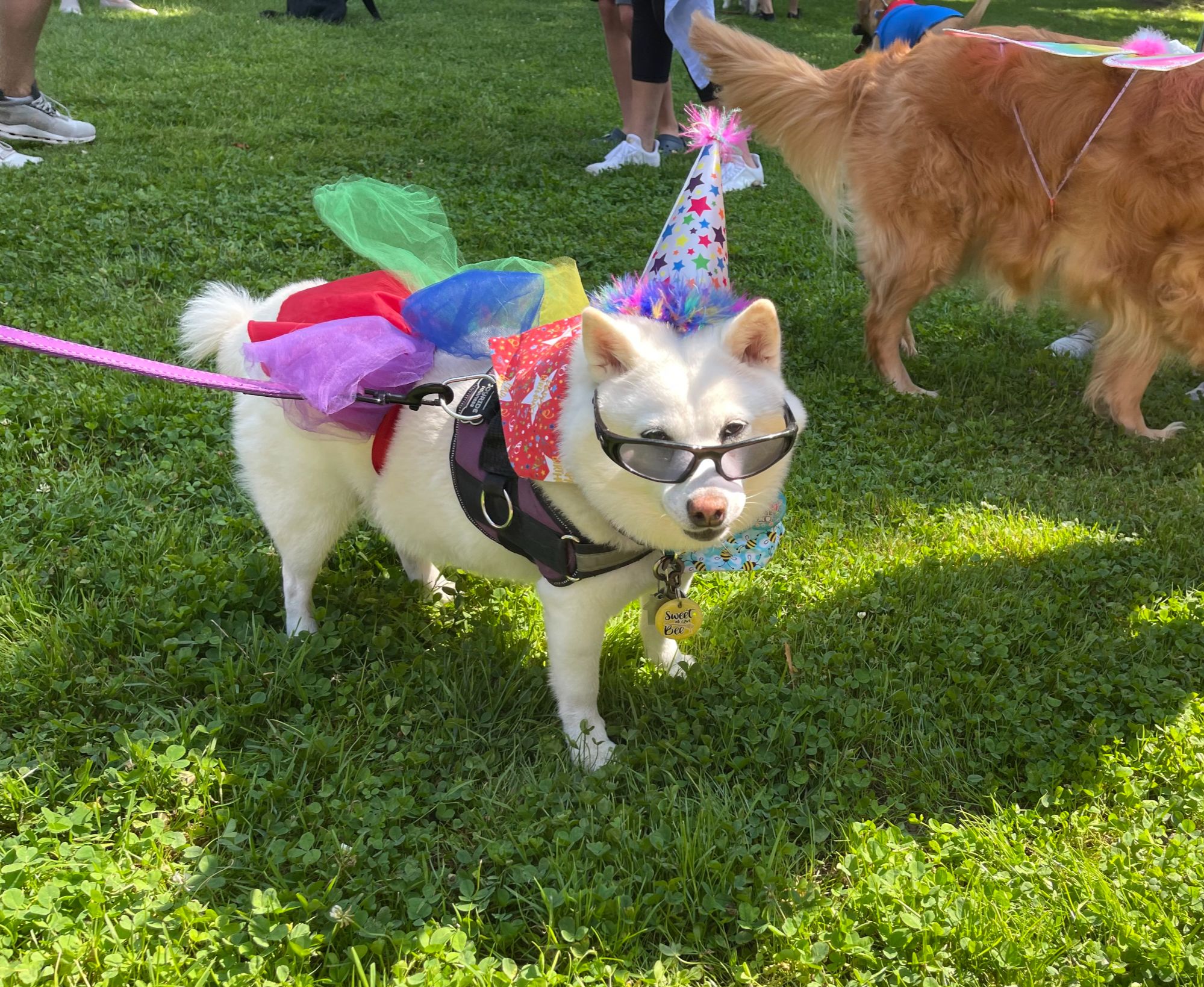 Bay Arts 2025 Summer Concert - Dog