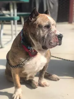 Fresno Bully Rescue: Karma