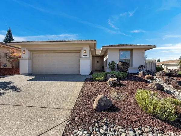100 Chicory CT