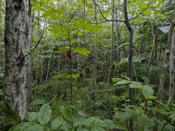 80 Acres on County Line Rd, Brule, WI 54820