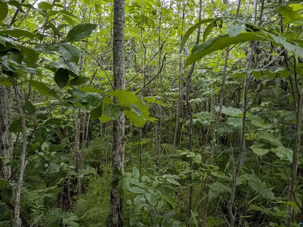 80 Acres on County Line Rd, Brule, WI 54820