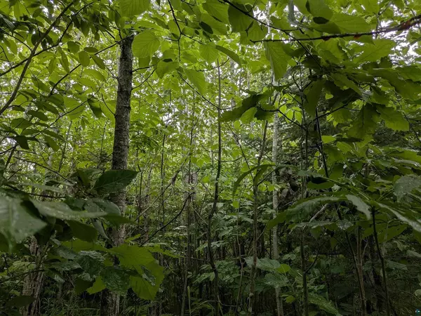 80 Acres on County Line Rd, Brule, WI 54820