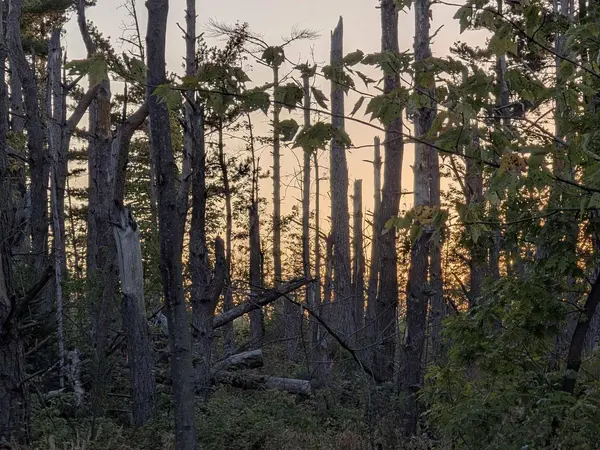 9.58�Acres on Peterson Hill Rd, Bayfield, WI 54814