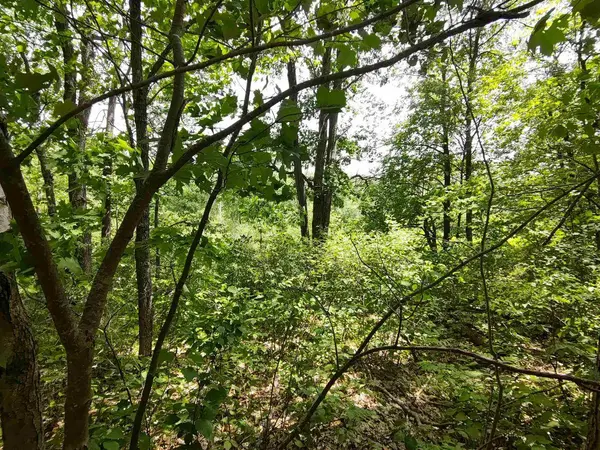 40 Acres Near Wilbur Smith Rd, Barnes, WI 54838