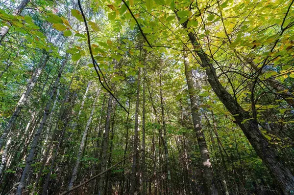 10 Acres on E White Birch Rd, Port Wing, WI 54865