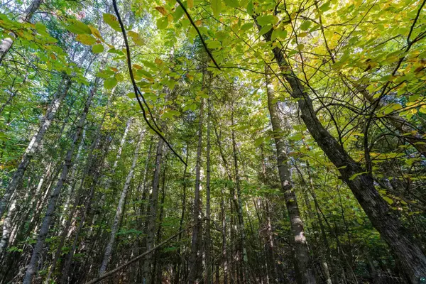 10 Acres on E White Birch Rd, Port Wing, WI 54865