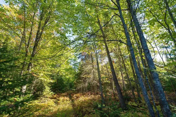 10 Acres on E White Birch Rd, Port Wing, WI 54865
