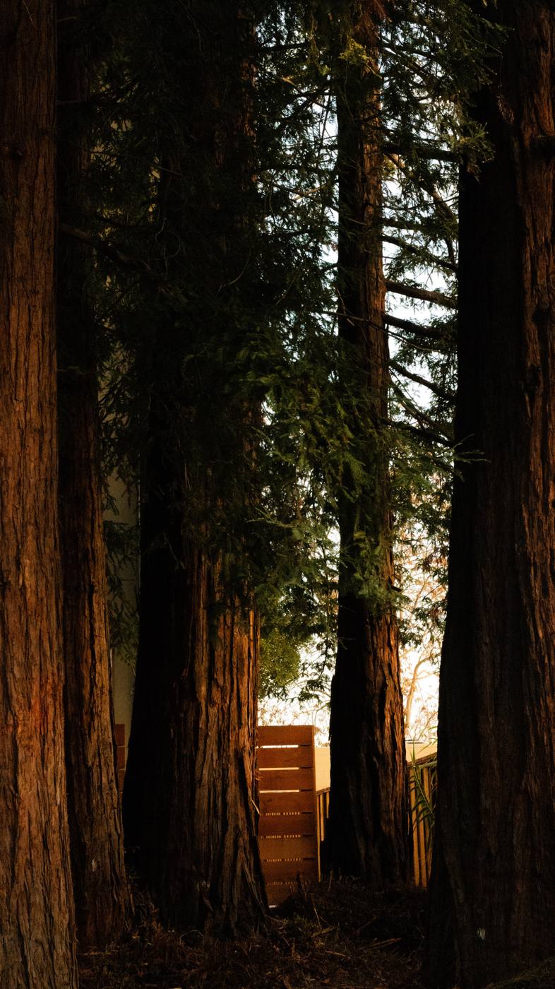 Redwood trees on the property