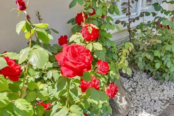 103 Chambersburg WAY, Folsom, CA 95630