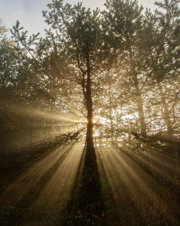 5 Reasons Piney Tails Cabin Is Perfect for a Quiet Escape