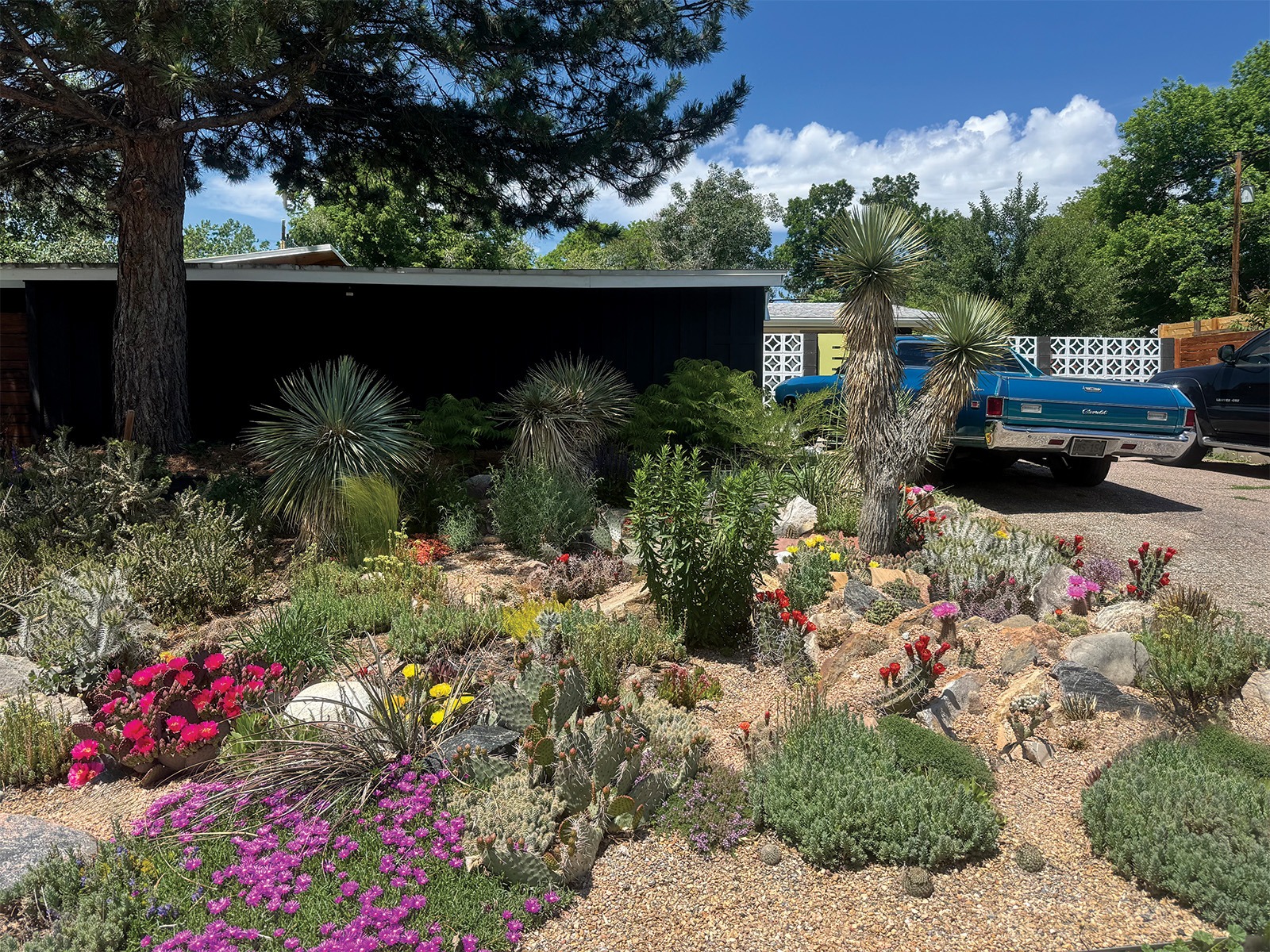 Xeriscape front yard with drought-tolerant native Colorado plants and gravel landscaping reducing outdoor water use in Boulder County residential neighborhood