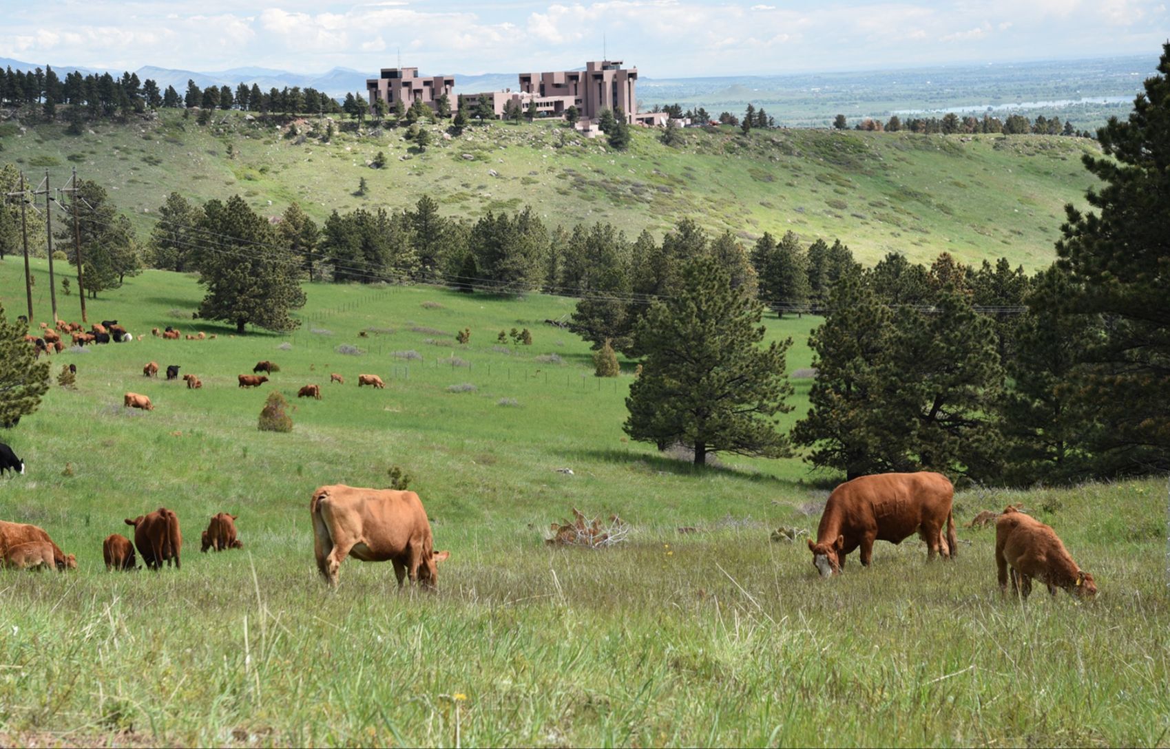 Cattle grazing on Boulder, Colorado, open space near residential neighborhoods as part of the city's targeted grazing wildfire fuel reduction program