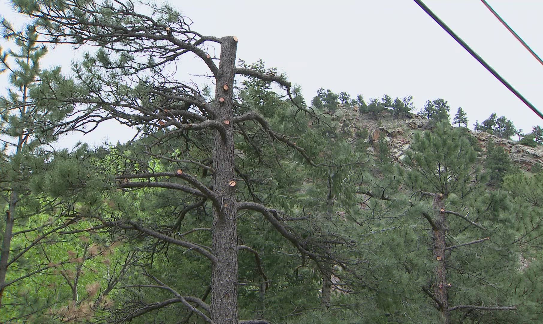 Xcel Energy utility crews pruning trees near power lines in a Colorado residential neighborhood as part of wildfire fuel reduction and infrastructure protection work
