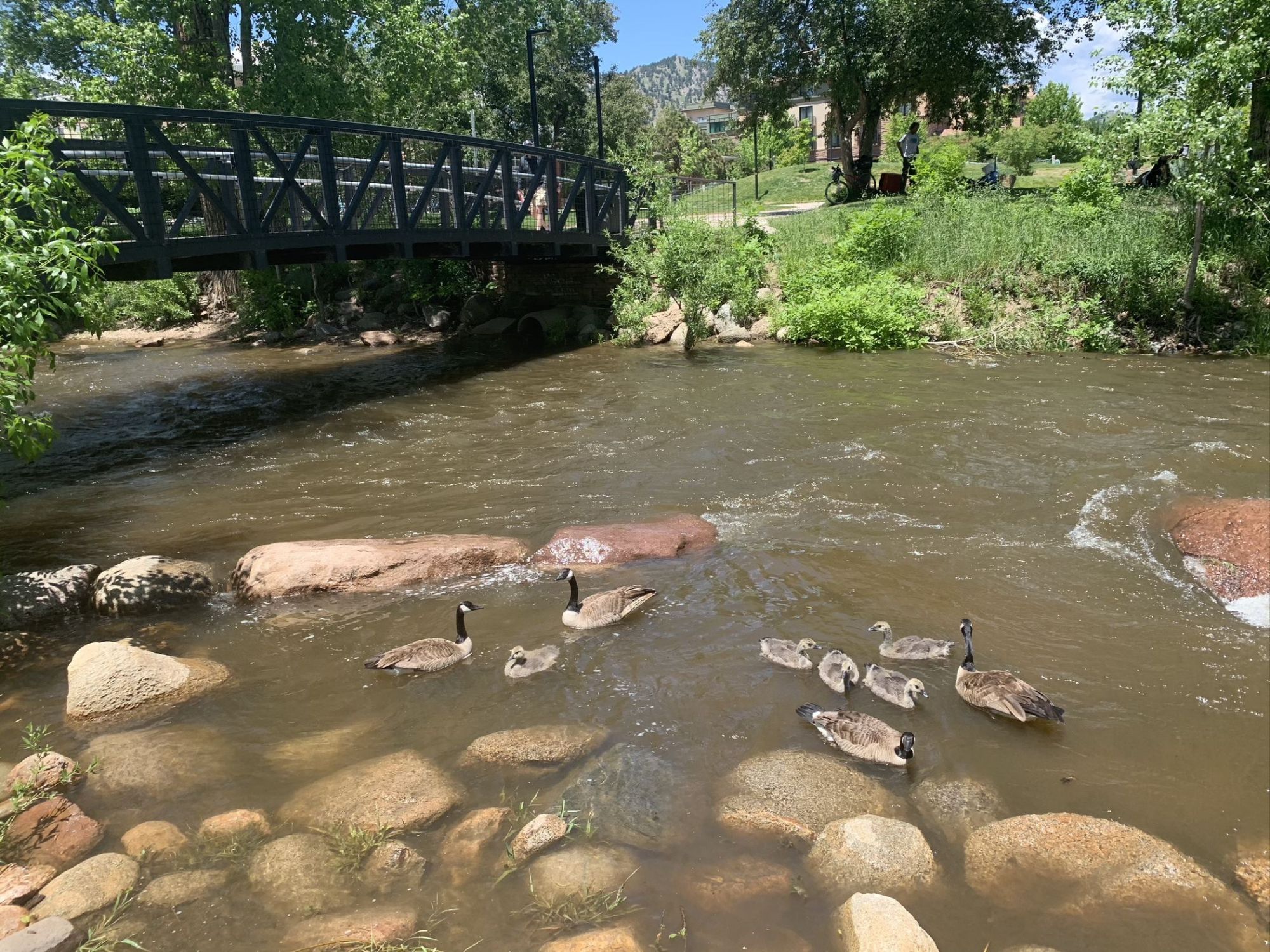 Walkers and cyclists using the Boulder Creek Path near downtown Boulder.