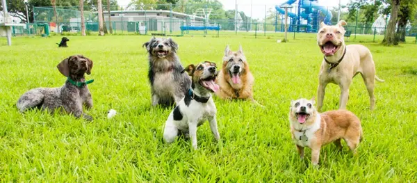 Best Dog Parks in Boulder County, Colorado,Eric Farran