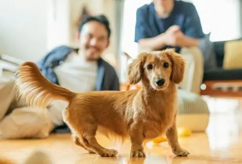 Pet Owners: Features That Quietly Add Value to Your Home,Angel Ramirez