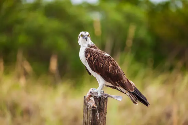 Osprey