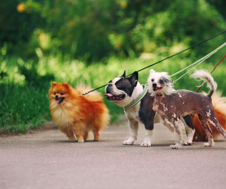 Three dogs on leashes walking through a Mesa arizona neighborhood park, showing the city's pet-friendly and family-oriented lifestyle. 