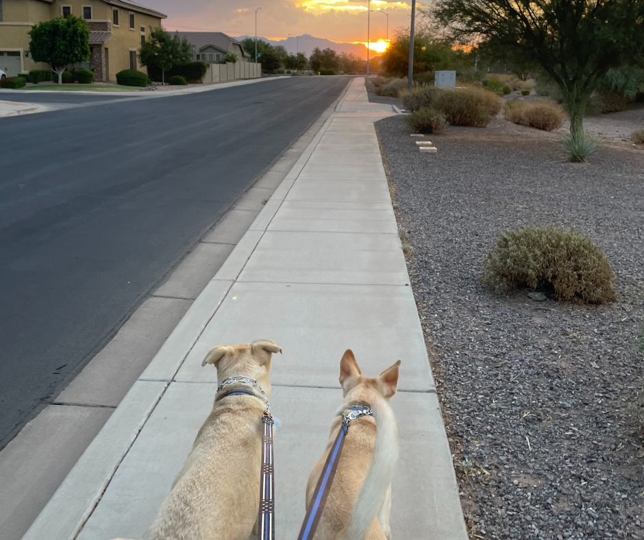 Dog owner walking through a Mesa Arizona neighborhood with tree lined streets and mountain views, at sunrise.